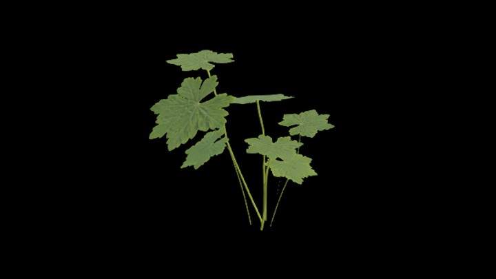 UE项目资源_模型资源_草1961