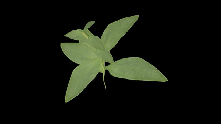 UE项目资源_模型资源_草1970