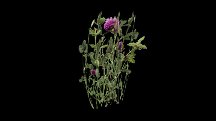 UE项目资源_模型资源_草2161