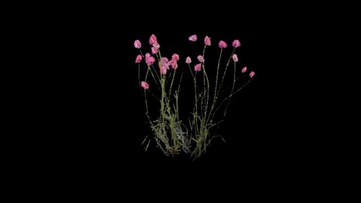 UE项目资源_模型资源_草2228