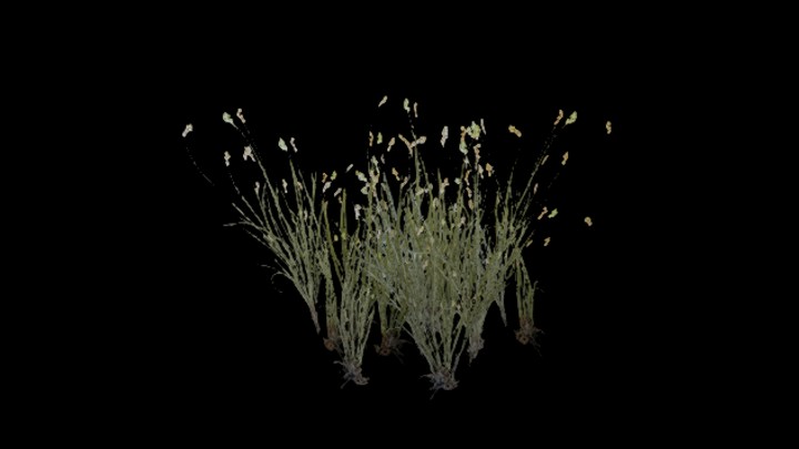 UE项目资源_模型资源_草2240