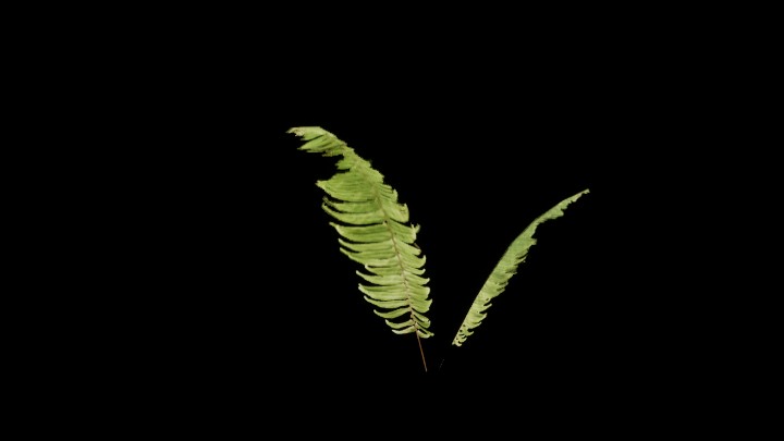 UE项目资源_模型资源_草2366