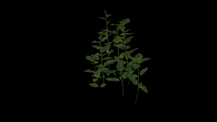 UE项目资源_模型资源_菜叶006