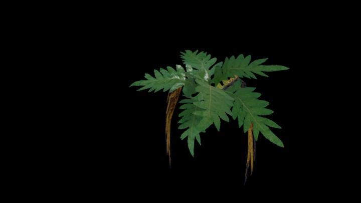 UE项目资源_模型资源_蕨类001