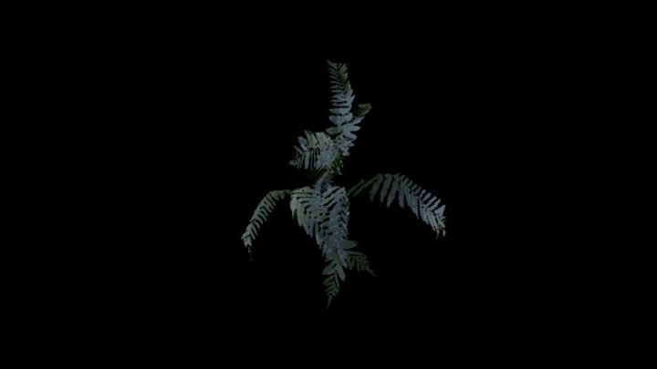 UE项目资源_模型资源_蕨类006