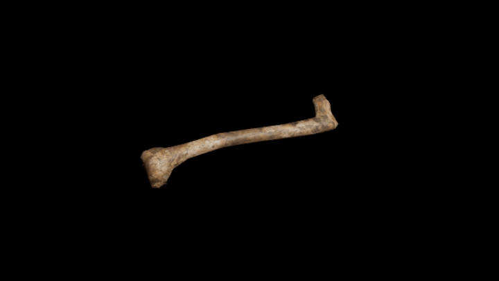 UE项目资源_模型资源_骨头116