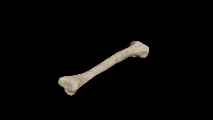 UE项目资源_模型资源_骷髅031