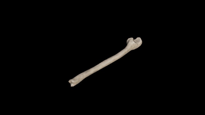 UE项目资源_模型资源_骷髅037