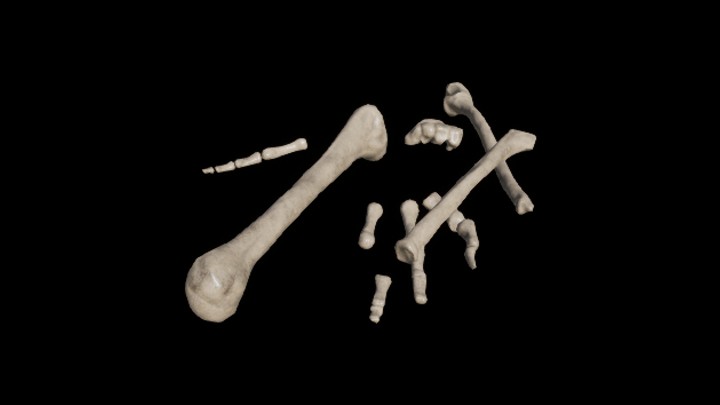 UE项目资源_模型资源_骷髅057