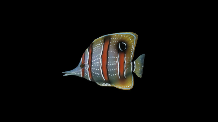 UE项目资源_模型资源_鱼099