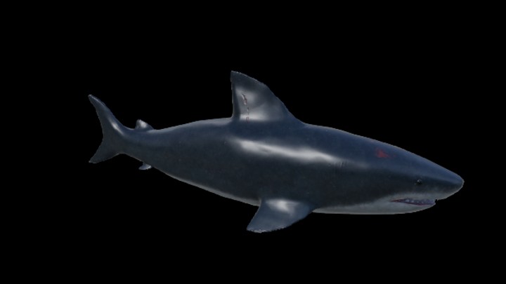 UE项目资源_模型资源_鲨鱼004