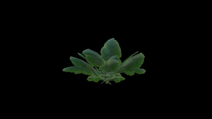 次世代_农作物003