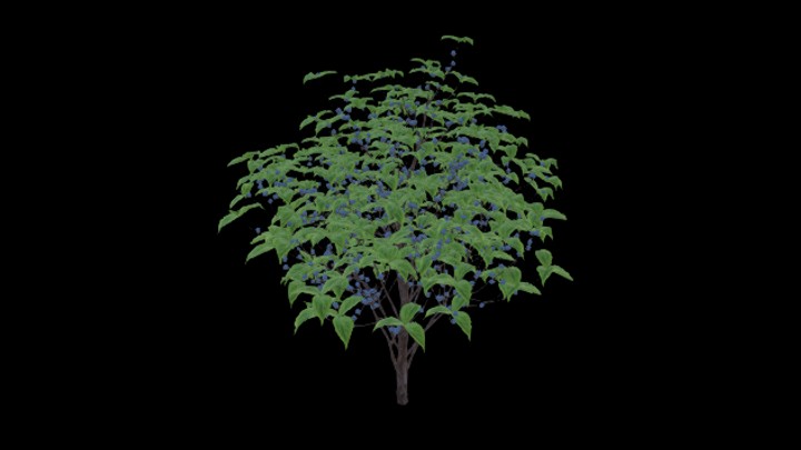 次世代_农作物027