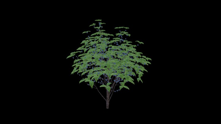 次世代_农作物029