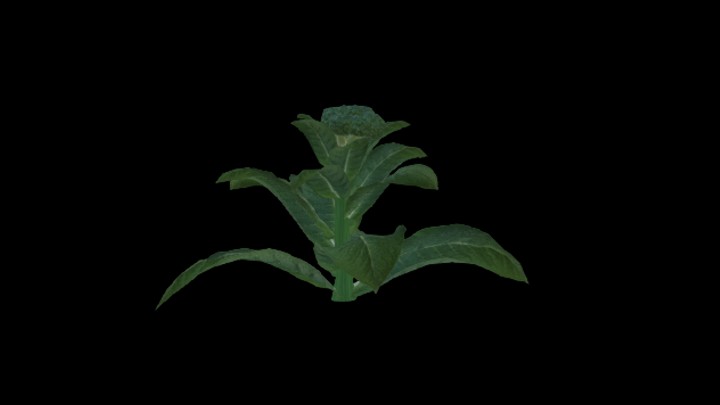 次世代_农作物037