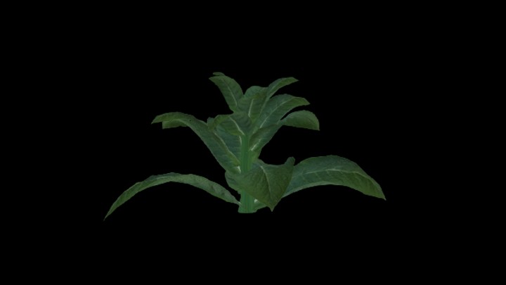 次世代_农作物038