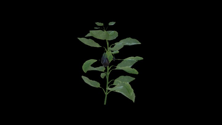 次世代_农作物097