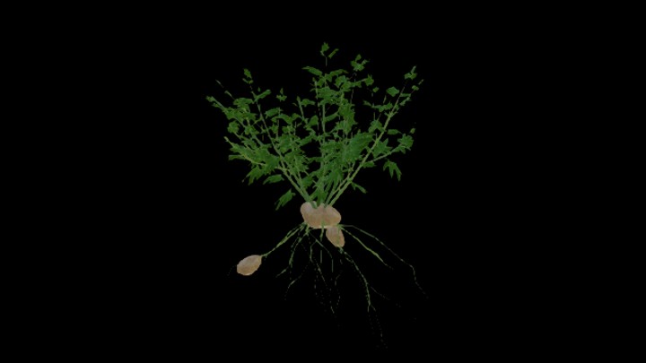 次世代_农作物172