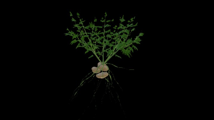 次世代_农作物174