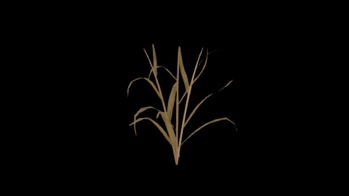 次世代_农作物247