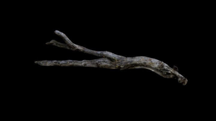 次世代_枯树枝073