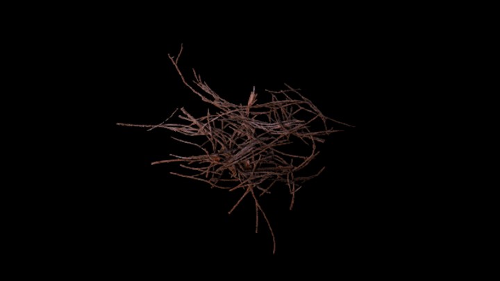 次世代_枯树枝105