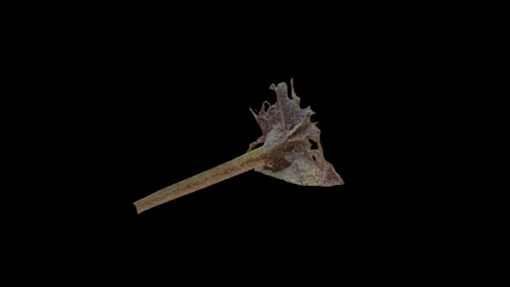 次世代_枯树枝126