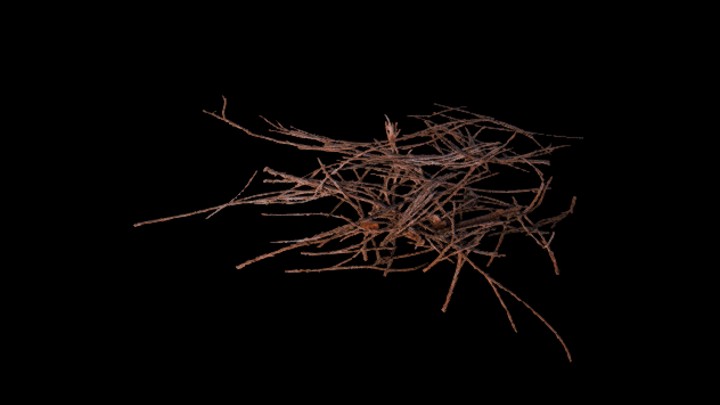 次世代_枯树枝133