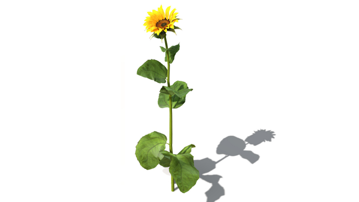 渲染模型_向日葵004