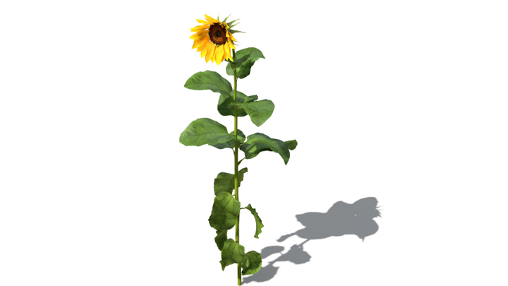 渲染模型_向日葵008