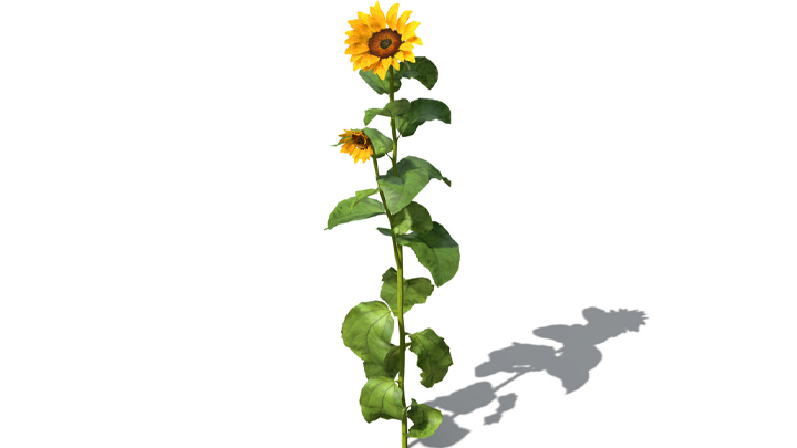 渲染模型_向日葵009