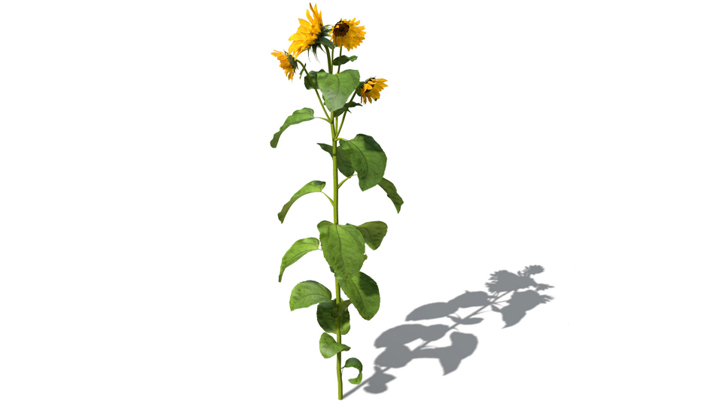 渲染模型_向日葵010