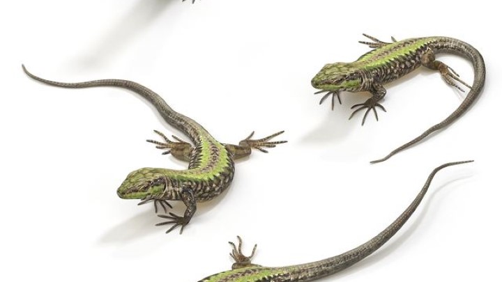 渲染模型_壁虎001