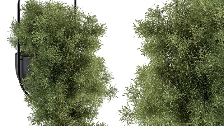 渲染模型_室内植物213