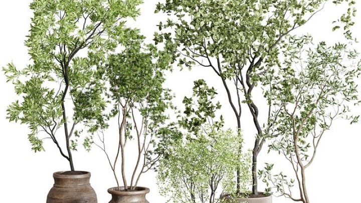 渲染模型_室内植物221