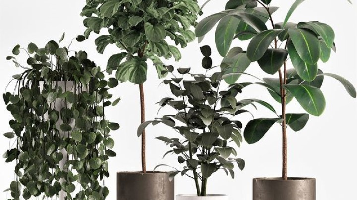 渲染模型_室内植物225