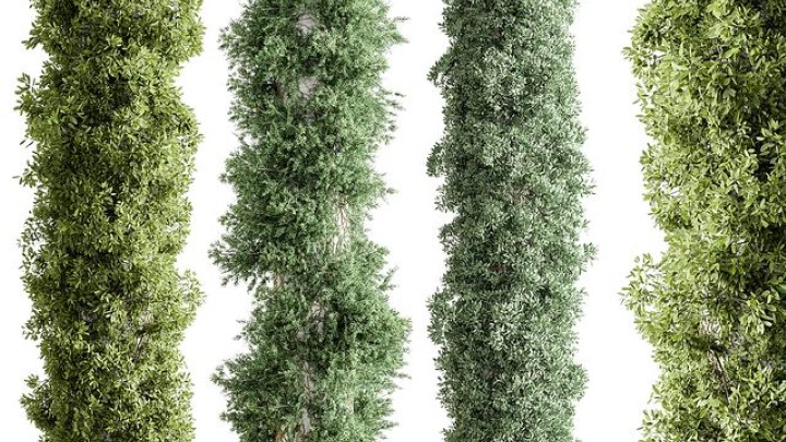 渲染模型_室内植物226