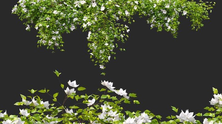 渲染模型_室内植物232