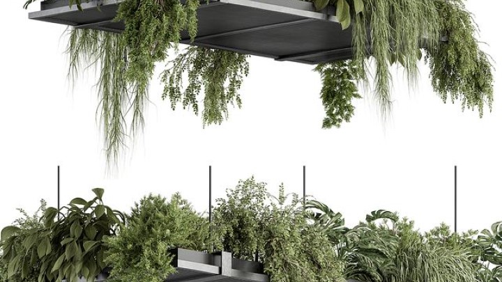 渲染模型_室内植物234