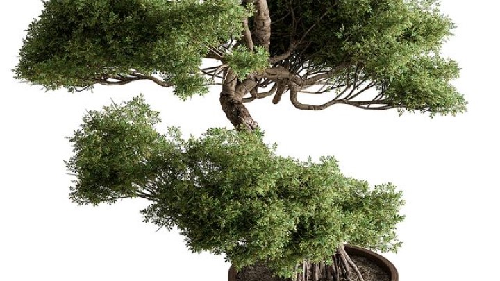 渲染模型_室内植物236