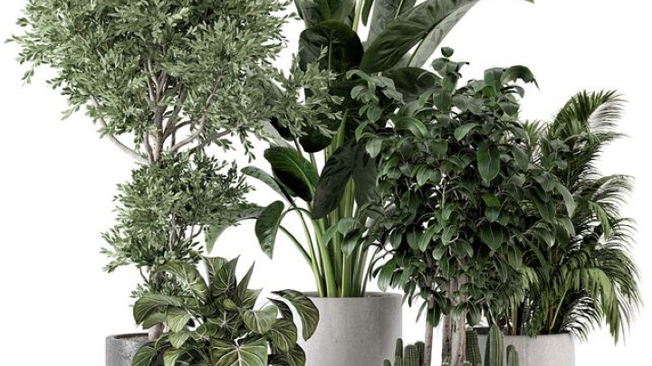 渲染模型_室内植物241