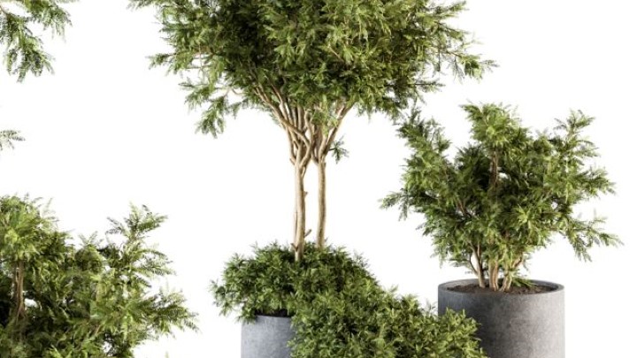 渲染模型_室内植物243