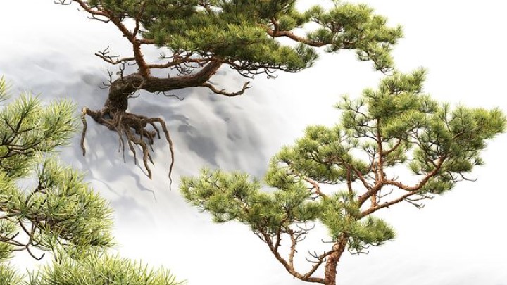 渲染模型_室内植物246