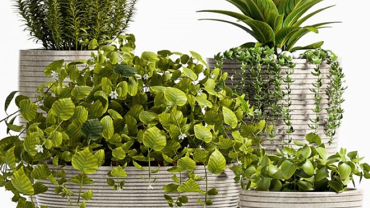 渲染模型_室内植物247