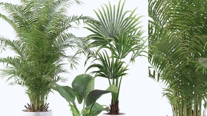 渲染模型_室内植物249