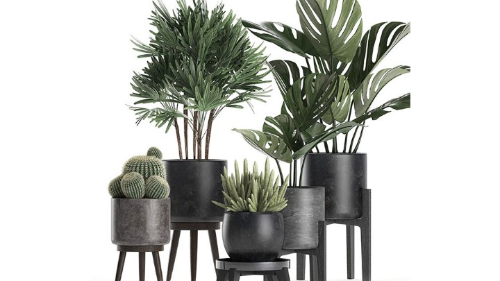 渲染模型_室内植物254