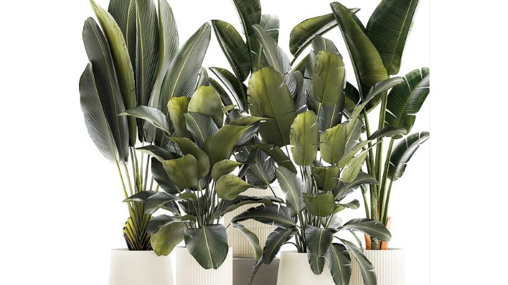 渲染模型_室内植物255