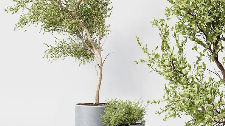 渲染模型_室内植物267