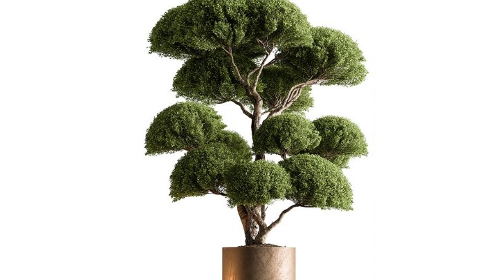 渲染模型_室内植物268