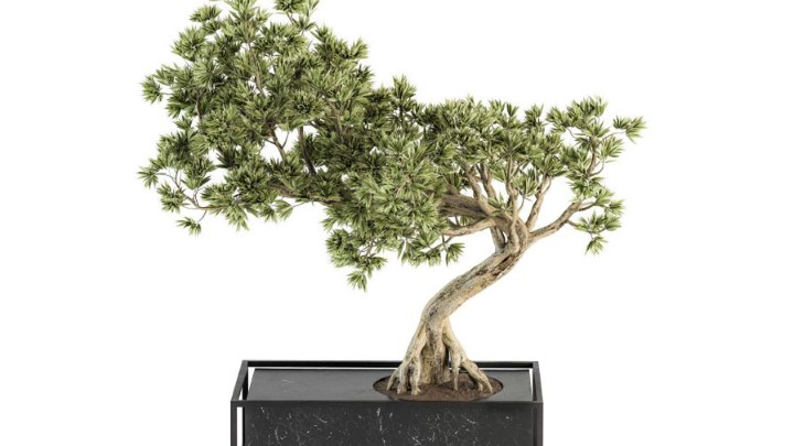 渲染模型_室内植物269